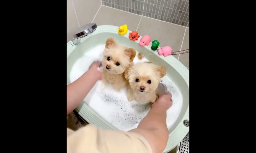 THE CUTEST PUPPIES EVER 🥺🥺