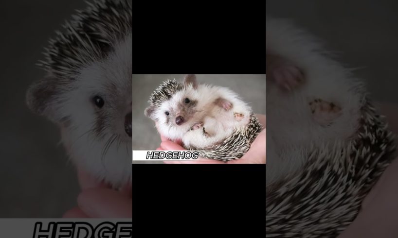 TOP 10 CUTEST ANIMAL!! #animals #earth #shorts #youtubeshorts #cutest #puppies