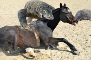 TORN TO PIECES? 30 CRAZIEST ANIMAL FIGHTS