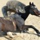 TORN TO PIECES? 30 CRAZIEST ANIMAL FIGHTS