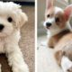 The Best Adorable Puppies 🐶 Look Forward To Seeing Them All 💖 | Cute Puppies