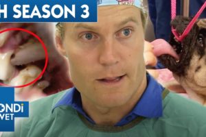 The Complete Season 3 | 5 Hours of Full Episodes | Bondi Vet Compilation