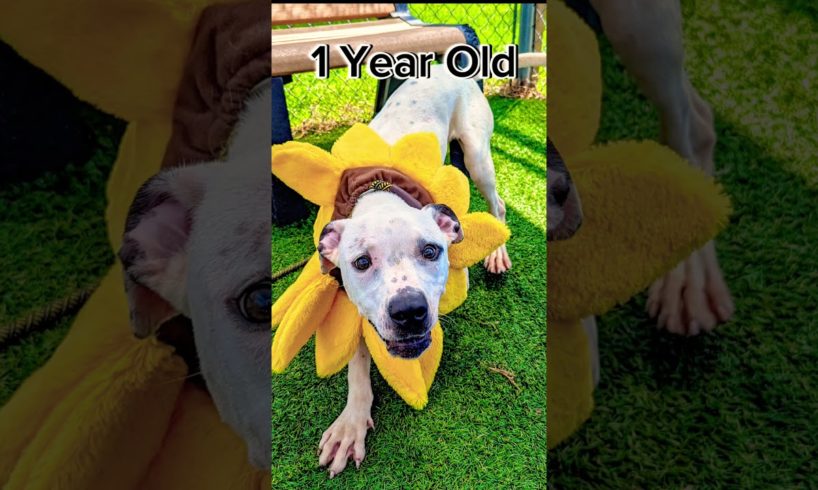 The Cutest Costume Ever for a Dog! #dogcostume