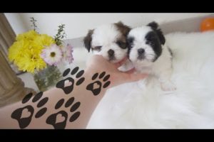 The Cutest Puppies Compilation