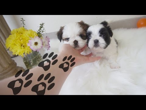 The Cutest Puppies Compilation
