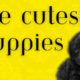 The Cutest Puppies Video: Experience pure joy with adorable puppies