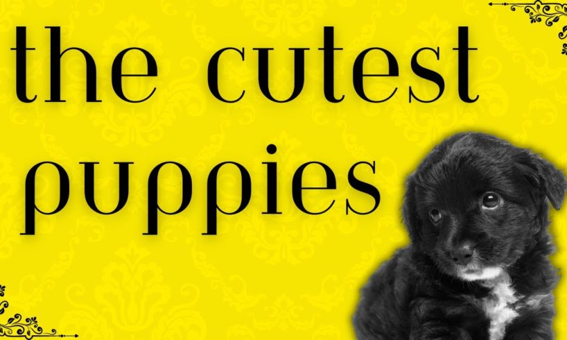 The Cutest Puppies Video: Experience pure joy with adorable puppies