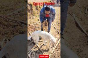 The Cutest Puppy #shorts #ytshorts #dogshorts #funnypuppies #cutedogshorts #puppylove #funnydogs