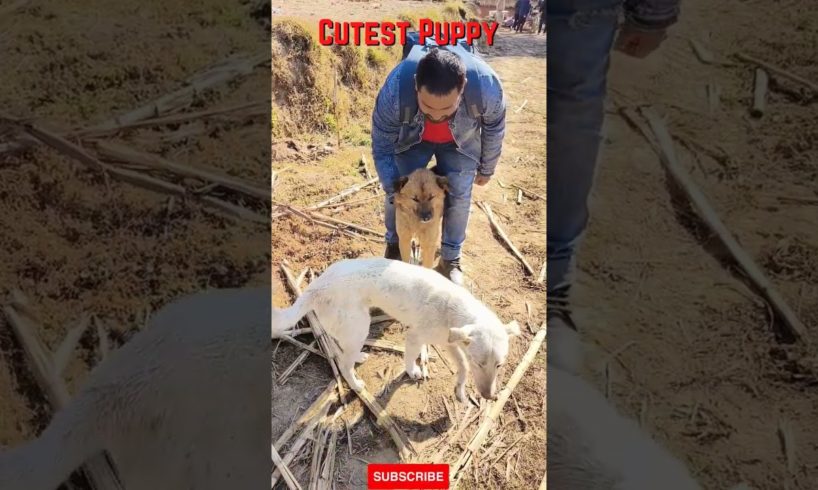 The Cutest Puppy #shorts #ytshorts #dogshorts #funnypuppies #cutedogshorts #puppylove #funnydogs