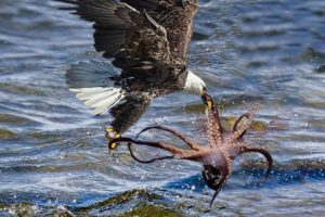 The Eagle Dies While Hunting Octopus In The Ocean