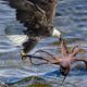 The Eagle Dies While Hunting Octopus In The Ocean