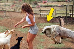 The Most Amazing Crazy Goat Attacks Ever Caught On Camera - Funny Animals
