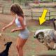 The Most Amazing Crazy Goat Attacks Ever Caught On Camera - Funny Animals