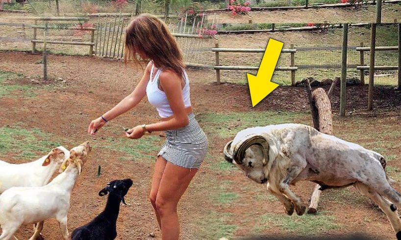 The Most Amazing Crazy Goat Attacks Ever Caught On Camera - Funny Animals