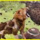 The Most Painful Battle That The Lion Will Never Forget | Animal Fights