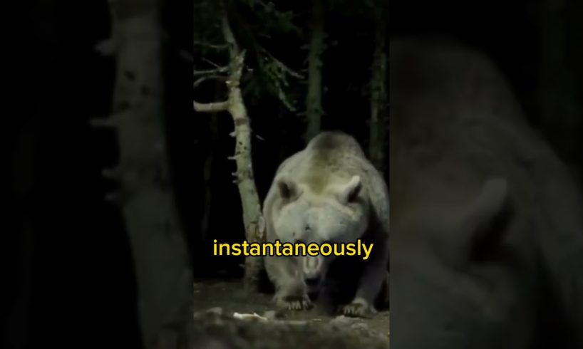 The Reality of facing a Grizzly Bear | Joe Rogan #jre #grizzlybear #animals #shorts