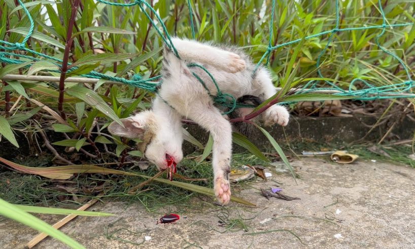 The kitten cries loudly for help, but... The rescue video took away the tears of many people