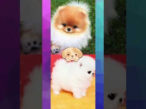 The most cutest dogs🐶 long #short