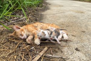 The mother cat had an accident on the road and the kitten's cry for help. A miracle happened