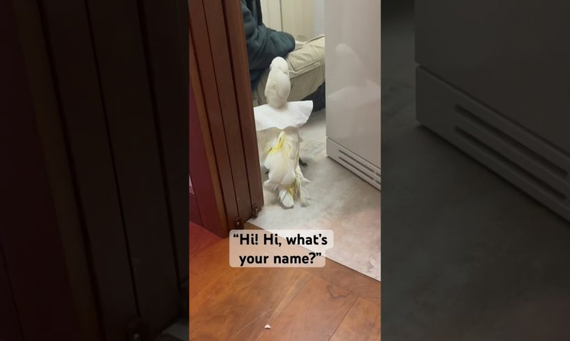 The reaction to my parrot surprising him is adorable 🥰 #parrot #animals #cute #short