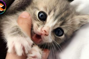 The stray kitten immediately started hugging when he was rescued from life on the street