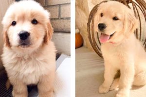 😍 These Adorable Cute Golden Puppies Make You Enjoy After Tired Day💖 | Cute Puppies