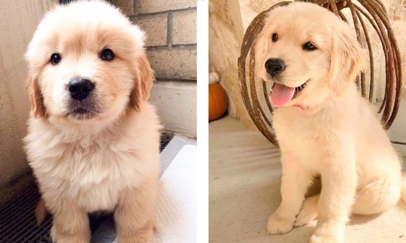 😍 These Adorable Cute Golden Puppies Make You Enjoy After Tired Day💖 | Cute Puppies