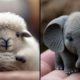 These Cute Baby Animals Will Make You Go Aww With Their Loveliness