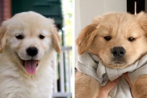 🐶 These Golden Puppies Help You Happy Everyday 😍 | Cute Puppies