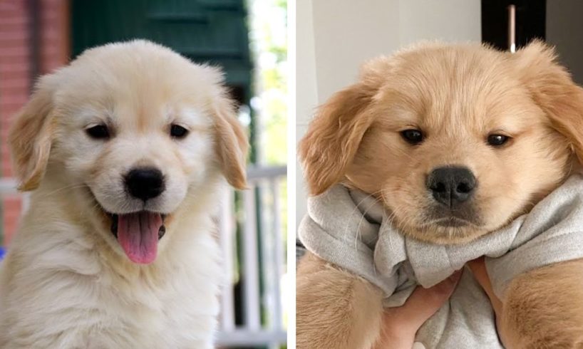 🐶 These Golden Puppies Help You Happy Everyday 😍 | Cute Puppies