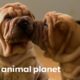 These Wrinkly Shar-Pei Pups Are Learning To Be The Best Guard Dogs! | Too Cute!