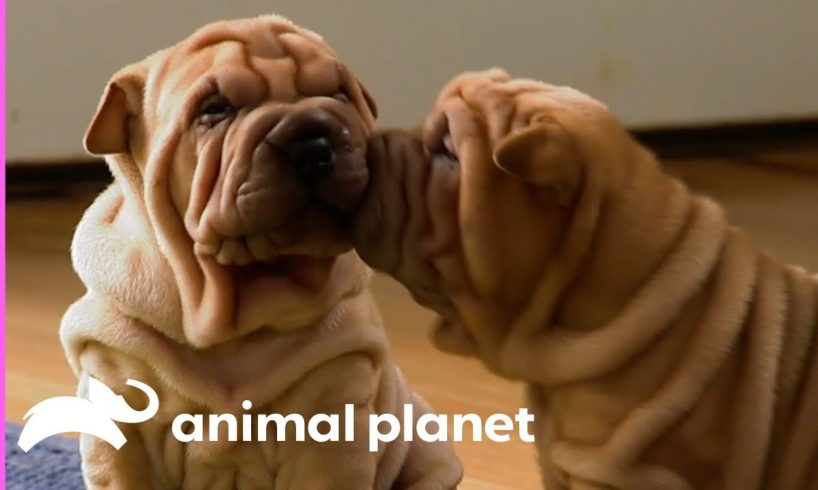 These Wrinkly Shar-Pei Pups Are Learning To Be The Best Guard Dogs! | Too Cute!