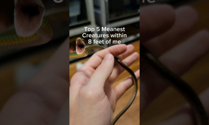 These animals are MEAN! #animals #reptiles #pets #venomoussnakes #snakes