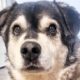 This 20-year-old 'ancient' dog has baffled vets