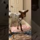 This Cow Is The Definition Of Clingy | The Dodo