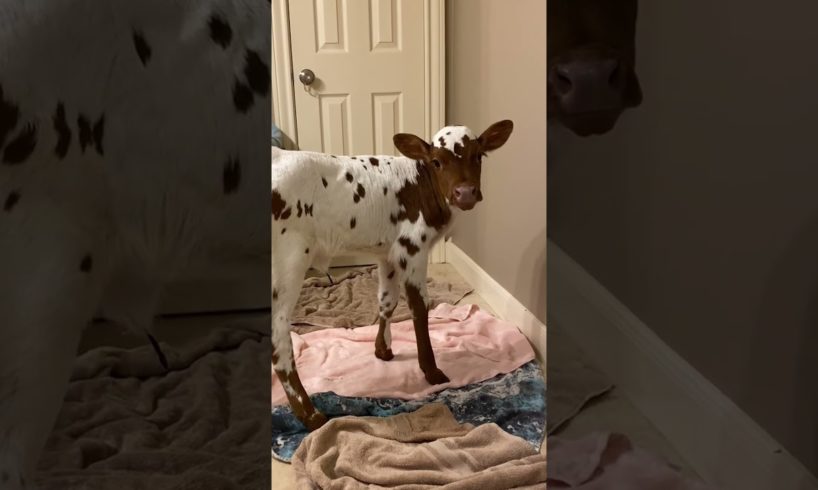 This Cow Is The Definition Of Clingy | The Dodo