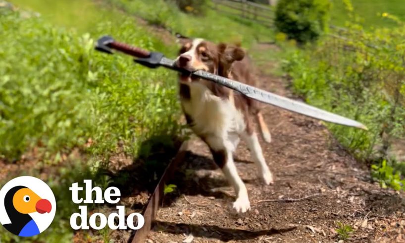 This Dog Is REALLY Obsessed With Sword Fighting With Her Humans | The Dodo