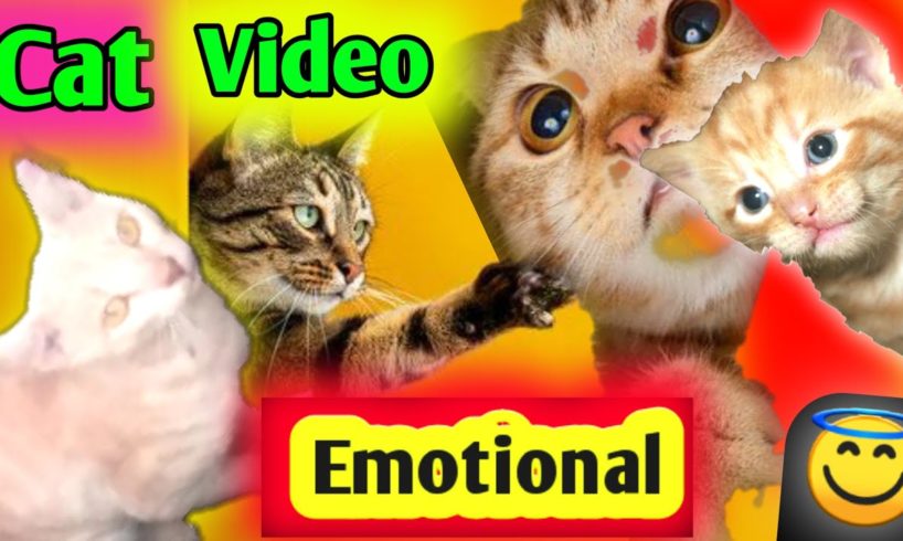 Three🐈Cats So Much Beautiful HD Cat😿Video Emotional🥺2023