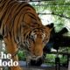 Tiger Chained Up Her Whole Life Takes Her First Free Steps | The Dodo