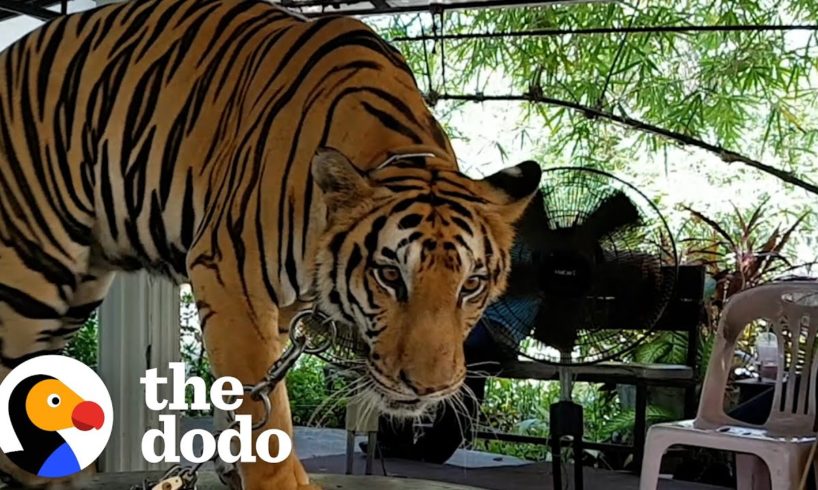 Tiger Chained Up Her Whole Life Takes Her First Free Steps | The Dodo