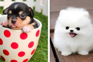 Top 10 CUTEST Puppies