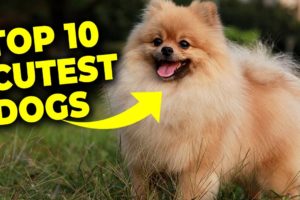 Top 10 Cutest Dogs | Adorable Pups that Will Melt Your Heart #Puppies  #CutePuppy