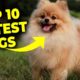 Top 10 Cutest Dogs | Adorable Pups that Will Melt Your Heart #Puppies  #CutePuppy