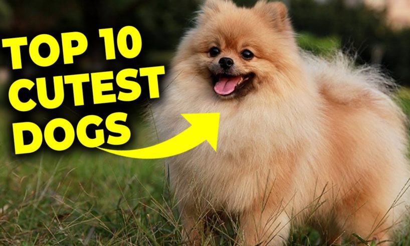 Top 10 Cutest Dogs | Adorable Pups that Will Melt Your Heart #Puppies  #CutePuppy