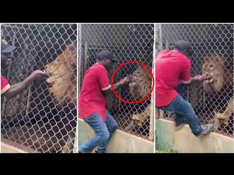 Top 10 Scary Wild Animals Encounters on Humans No One Saw Coming
