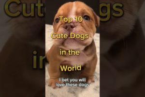 Top 10 cute dogs in the world | दुनिया के 10 सबसे प्यारे कुत्ते | #shorts #dog #cute