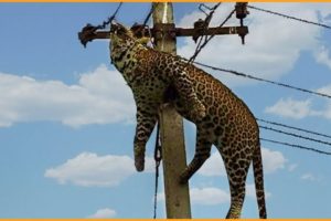 Top 25 Moments Animals Get Electrocuted