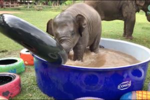 Top Ten Baby Elephants At Play - Elephantnews