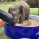 Top Ten Baby Elephants At Play - Elephantnews