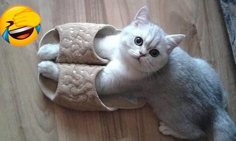 Trending Funny Animals ๐ Funniest Dogs and Cats ๐น๐ถ